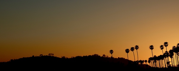 Palm trees silhouetted by sunset in Santa Barbara, California